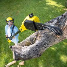 Best Arborist Consultation Services  in Cudahy, CA