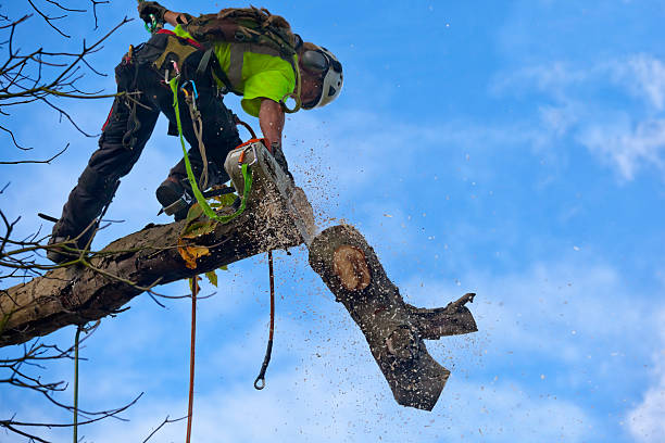 Best Commercial Tree Services  in Cudahy, CA